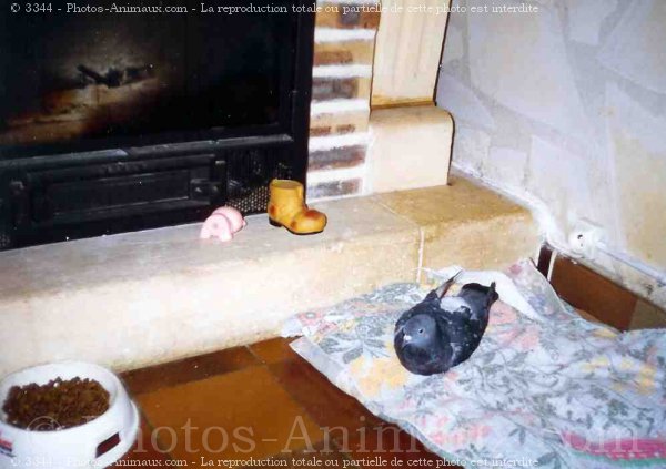 Photo de Pigeon