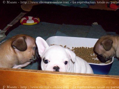 Photo de Bouledogue franais