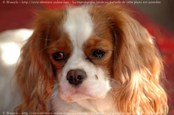 Photo de Cavalier king charles spaniel