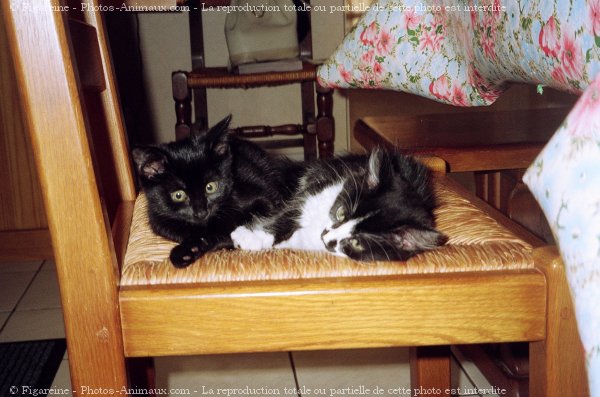 Photo de Chat domestique