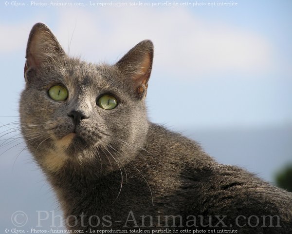 Photo de Chat domestique