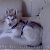 Photo de Husky siberien