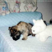 Photo de Cairn terrier