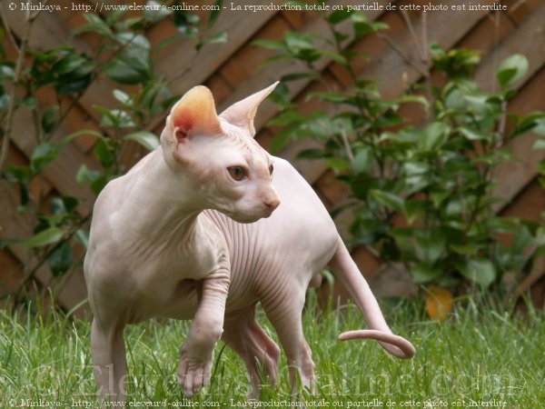 Photo de Sphynx