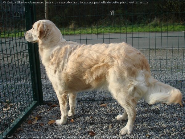 Photo de Golden retriever