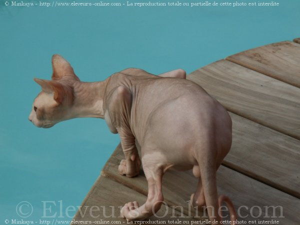 Photo de Sphynx