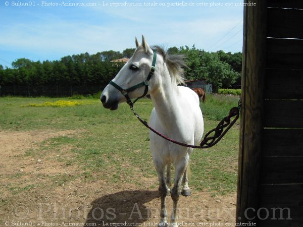 Photo de Races diffrentes