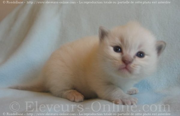 Photo de Ragdoll