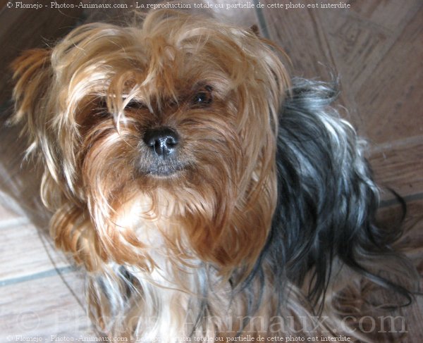 Photo de Yorkshire terrier