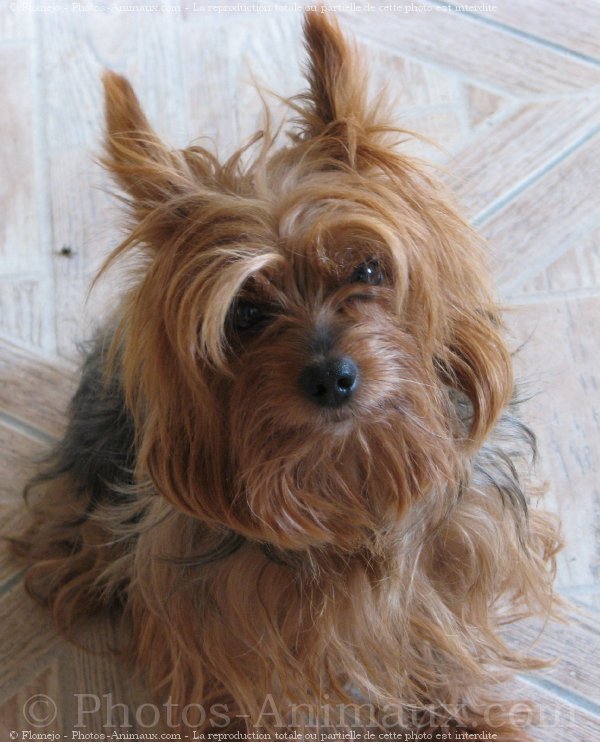 Photo de Yorkshire terrier