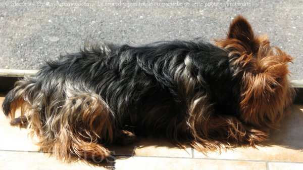 Photo de Yorkshire terrier