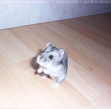 Photo de Hamster