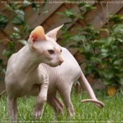 Photo de Sphynx