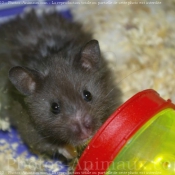 Photo de Hamster