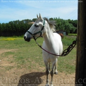 Photo de Races diffrentes