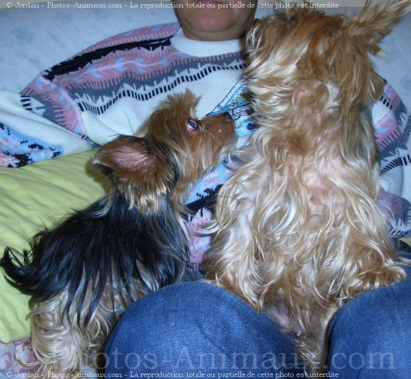 Photo de Yorkshire terrier