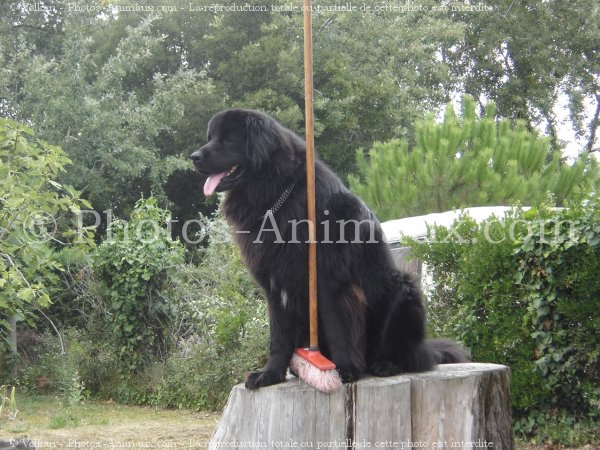 Photo de Chien de terre-neuve