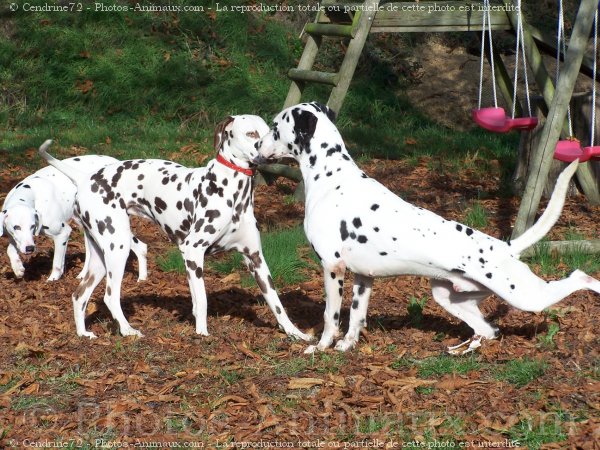 Photo de Dalmatien