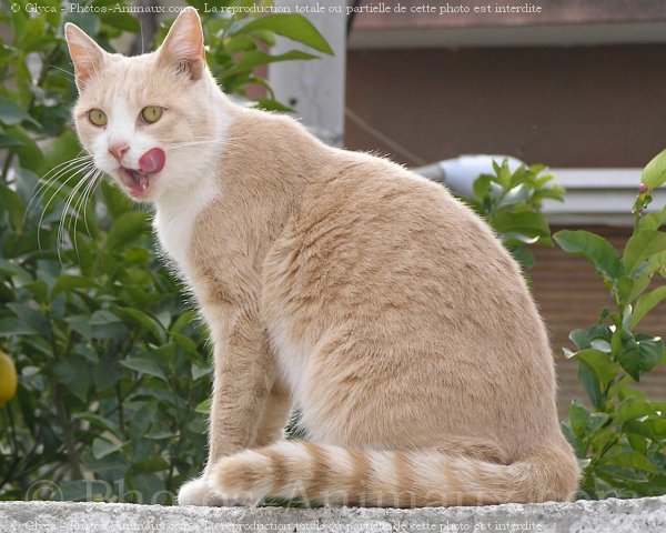 Photo de Chat domestique