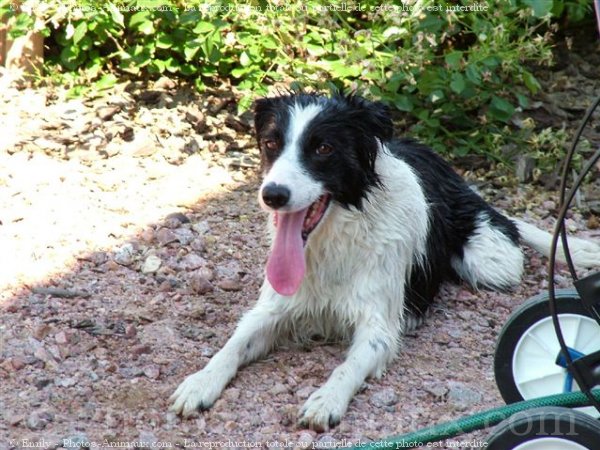 Photo de Border collie