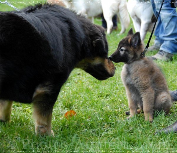 Photo de Dogue du tibet