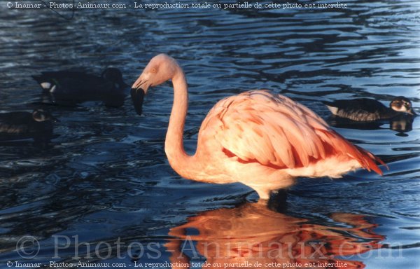 Photo de Flamand rose