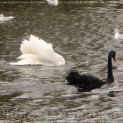 Photo de Cygne