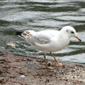 Photo de Mouette