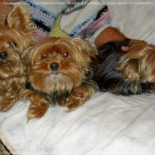 Photo de Yorkshire terrier