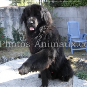 Photo de Chien de terre-neuve