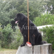 Photo de Chien de terre-neuve