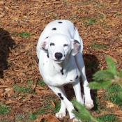 Photo de Dalmatien