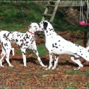 Photo de Dalmatien