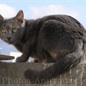 Photo de Chat domestique