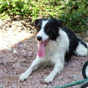 Photo de Border collie