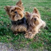 Photo de Yorkshire terrier