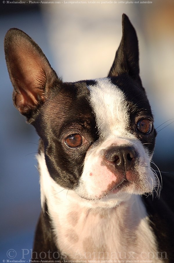 Photo de Boston terrier