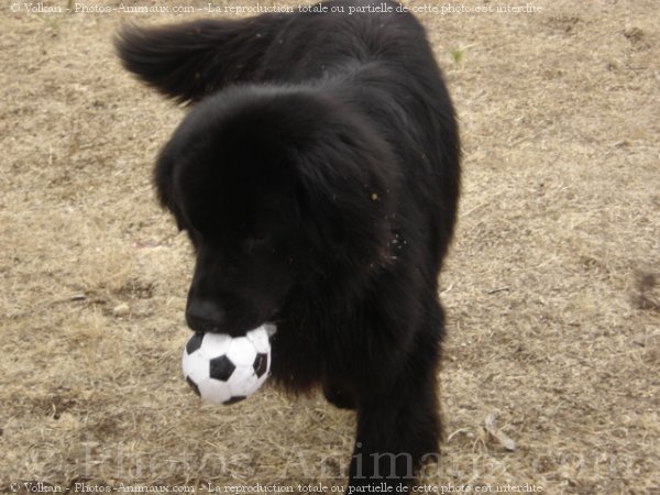 Photo de Chien de terre-neuve