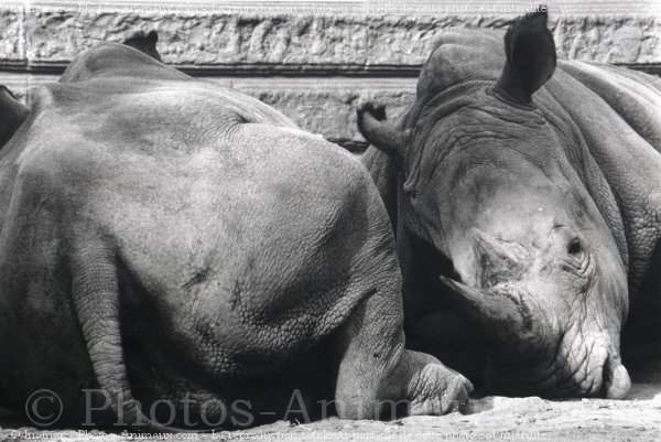 Photo de Rhinocros