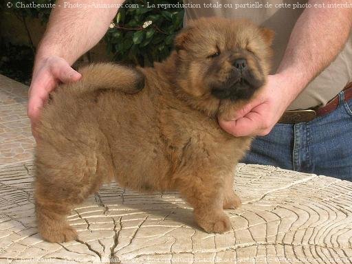 Photo de Chow chow