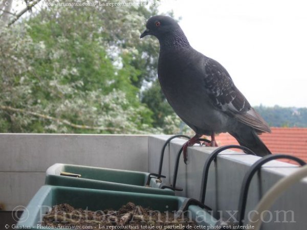 Photo de Pigeon