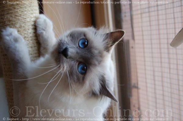 Photo de Sacr de birmanie