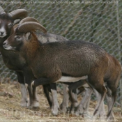 Photo de Mouflon