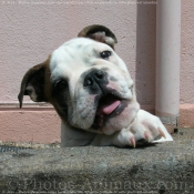 Photo de Bulldog