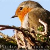 Photo de Rouge gorge