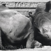 Photo de Rhinocros