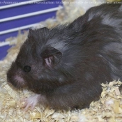 Photo de Hamster