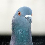 Photo de Pigeon