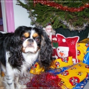 Photo de Cavalier king charles spaniel