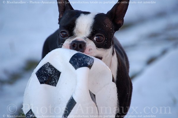 Photo de Boston terrier